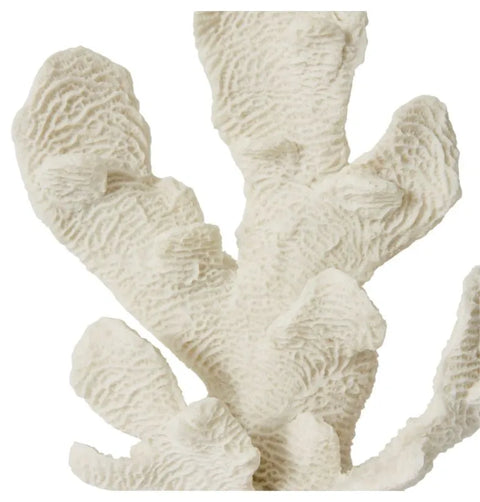 CORAL ELKHORNE SCULPTURE