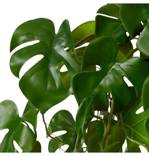 MONSTERA HANGING PLANT POTTED